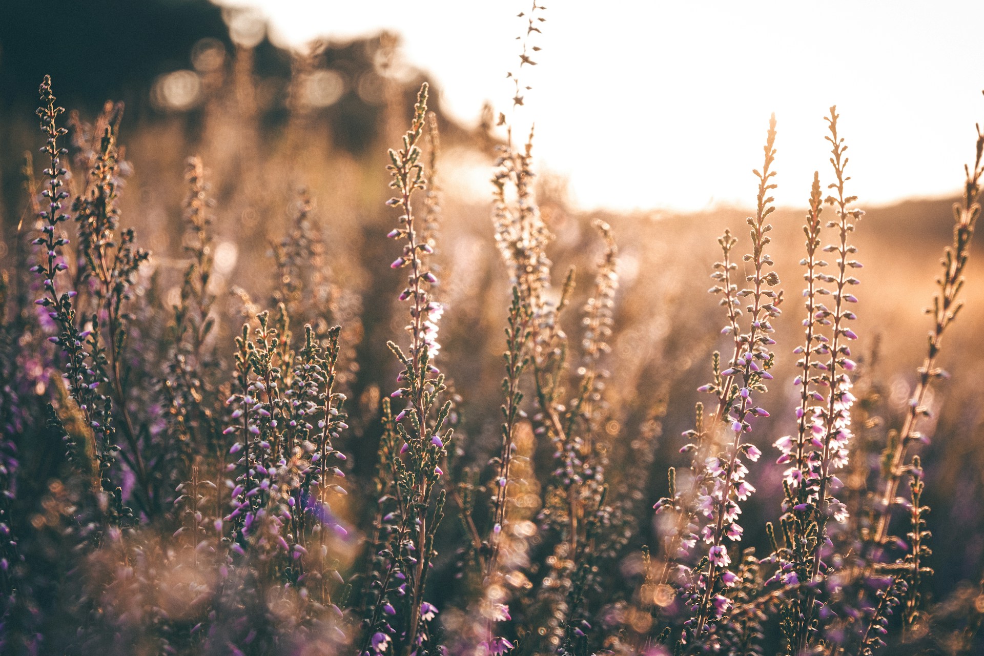De Gooische Makelaar in Hilversum
